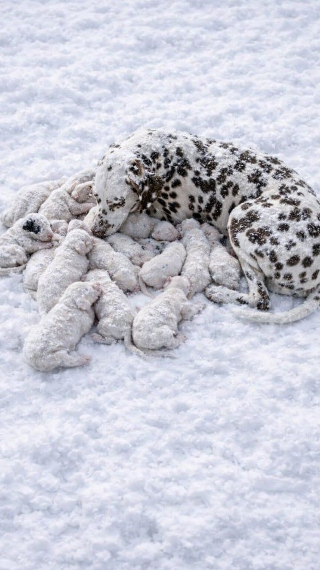 Thirteen Dalmatian Puppies Thrive Under Mama Pup's Caring Watch