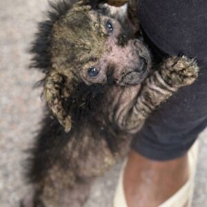 Community Steps In to Rescue Chained Dogs from Neglect