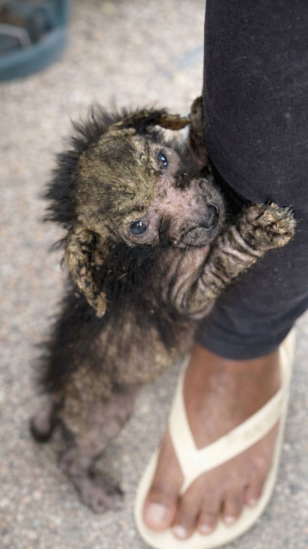 Community Steps In to Rescue Chained Dogs from Neglect