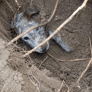 A Loyal Dog's Instinct Leads to Krakka's Rescue from Underground