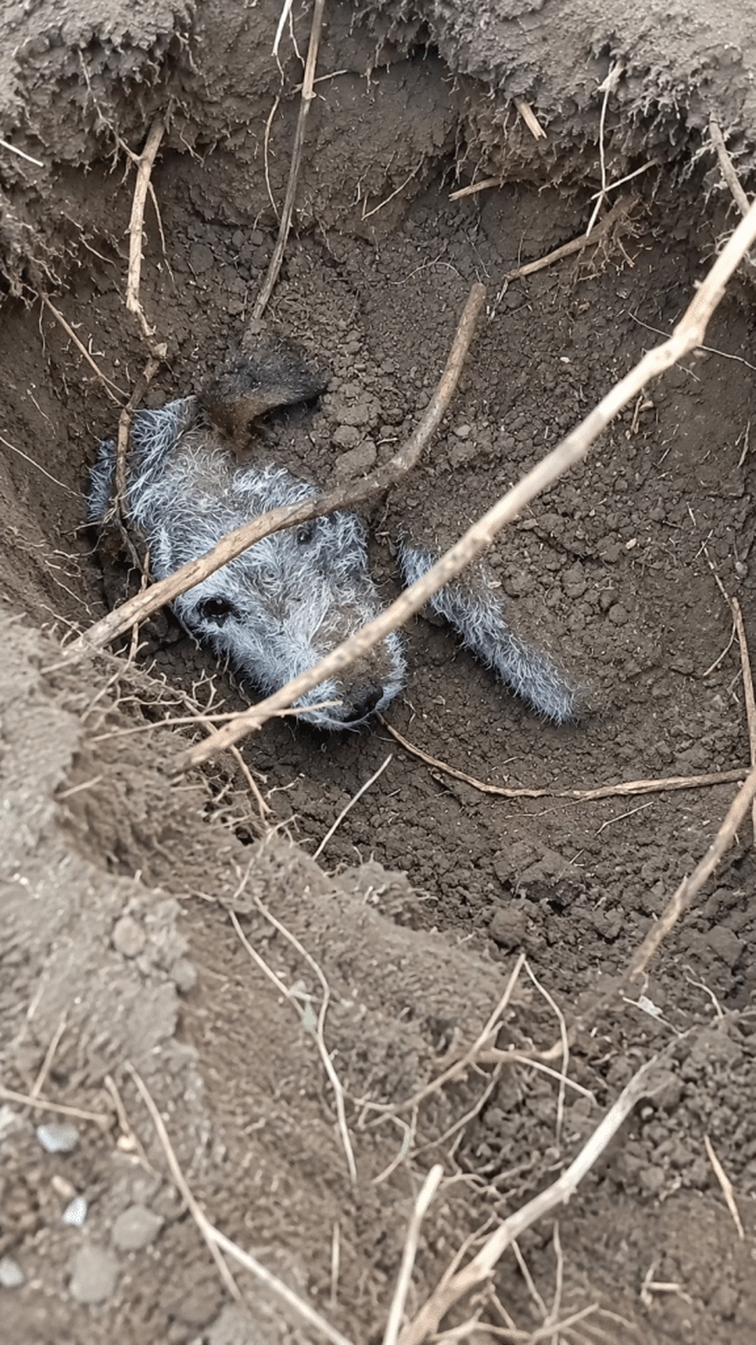 A Loyal Dog's Instinct Leads to Krakka's Rescue from Underground