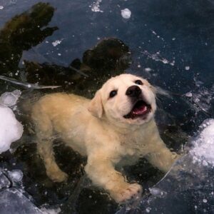 Firefighter Saves Dog Trapped Under Ice in Frozen Lake Rescue