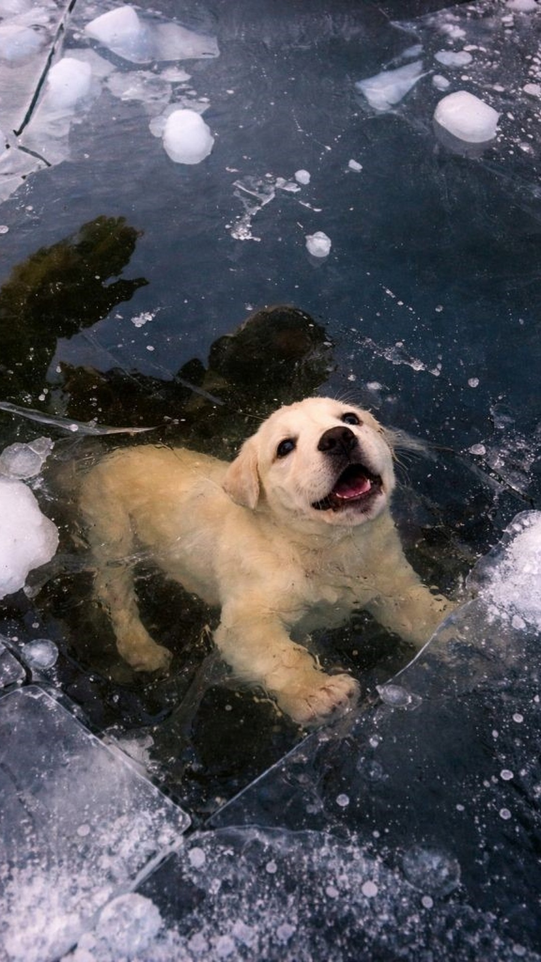 Firefighter Saves Dog Trapped Under Ice in Frozen Lake Rescue