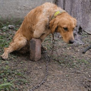 Eight Months of Transformative Healing for Jiu Jiu the Golden Retriever