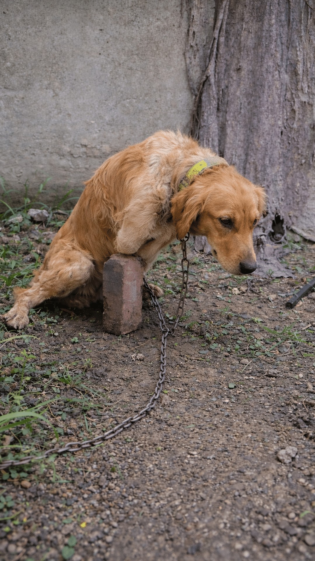 Eight Months of Transformative Healing for Jiu Jiu the Golden Retriever