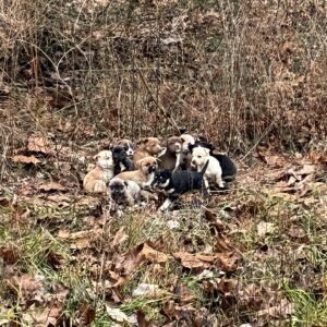 From Abandonment to Rescue: Sixteen Puppies Found in Frigid Thickets