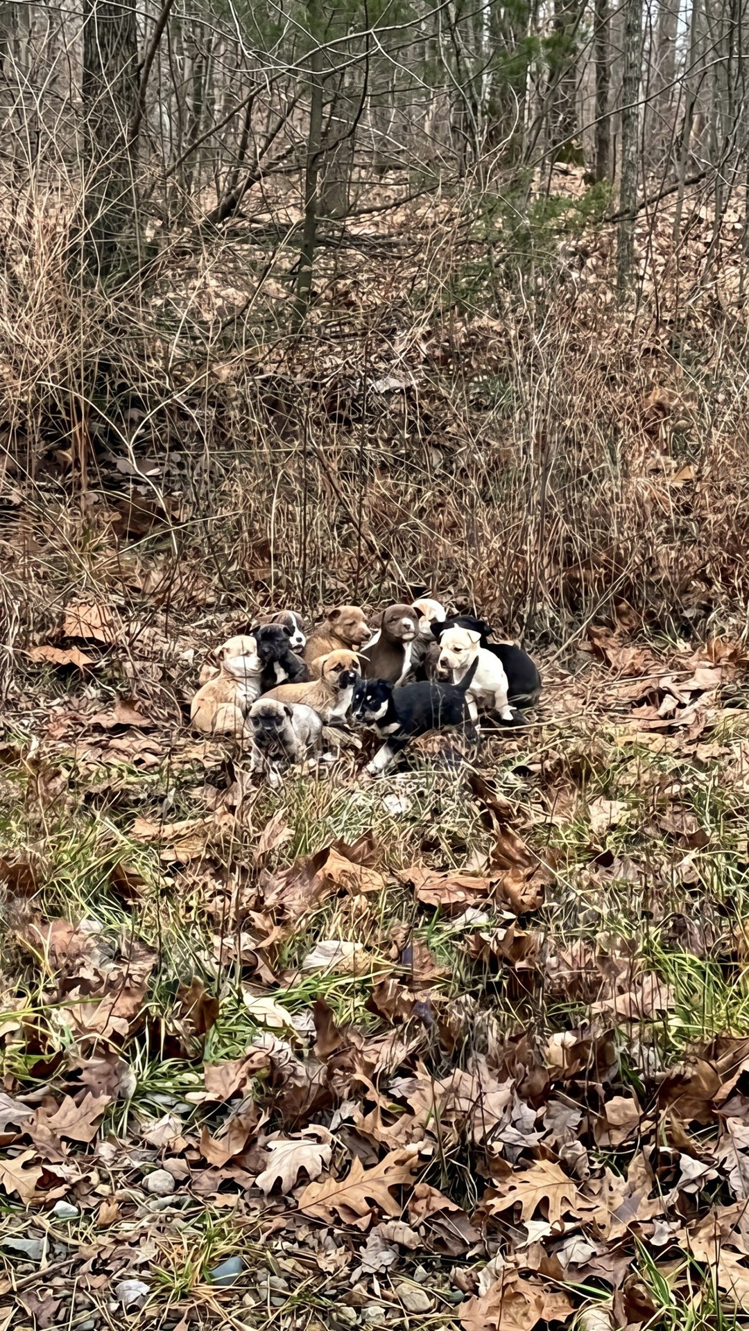 From Abandonment to Rescue: Sixteen Puppies Found in Frigid Thickets