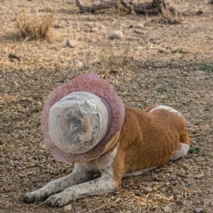 Stray Dog Escapes Death After Ten Days Trapped in Two Plastic Containers