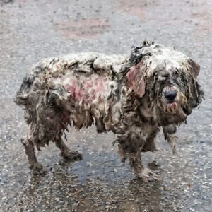 Rescue of a Shivering Stray: A Journey from Fear to Freedom