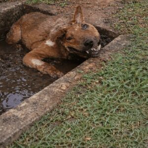 Rescuers Uncover Bona's Hidden Life in a Cramped Underground Pit