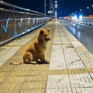 Stray Dog Waits for Over a Month on Dangerous Overpass