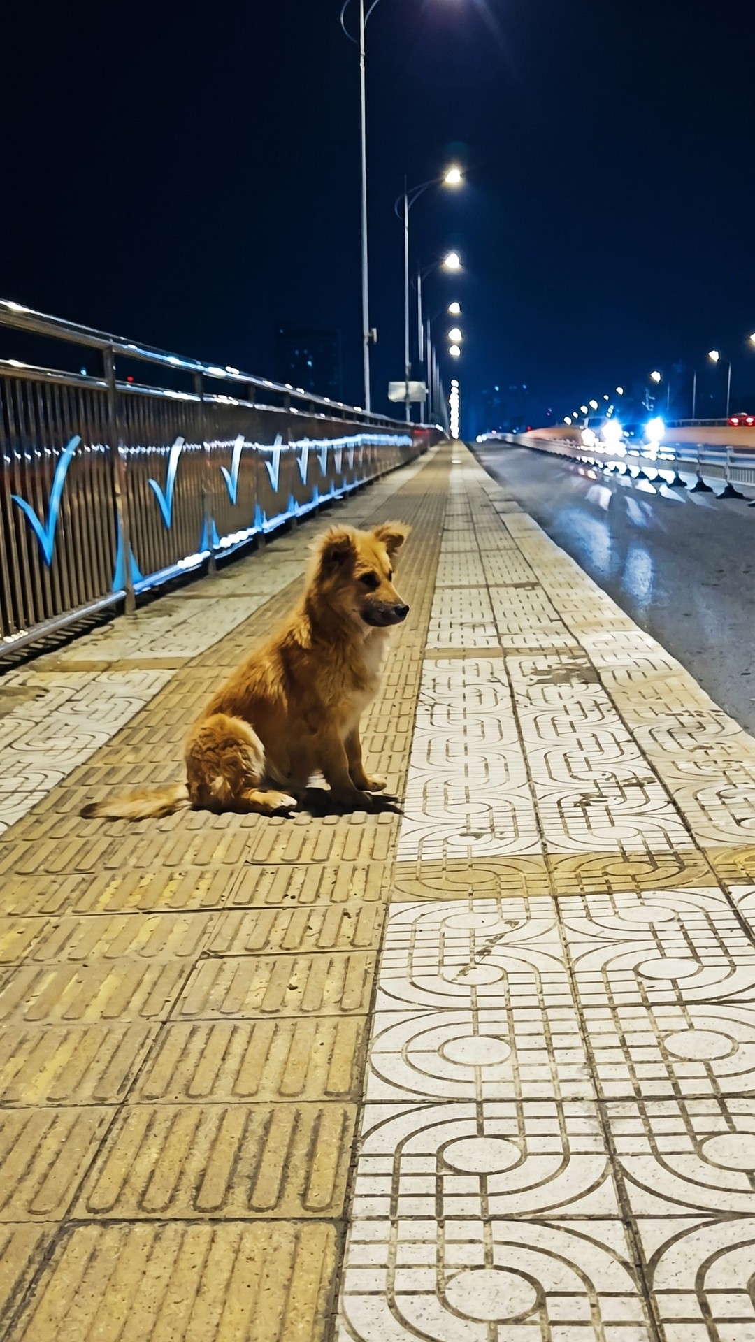 Stray Dog Waits for Over a Month on Dangerous Overpass