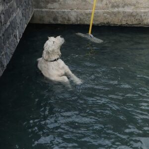 Strangers Form Human Chain to Rescue Dog from Deep Canal