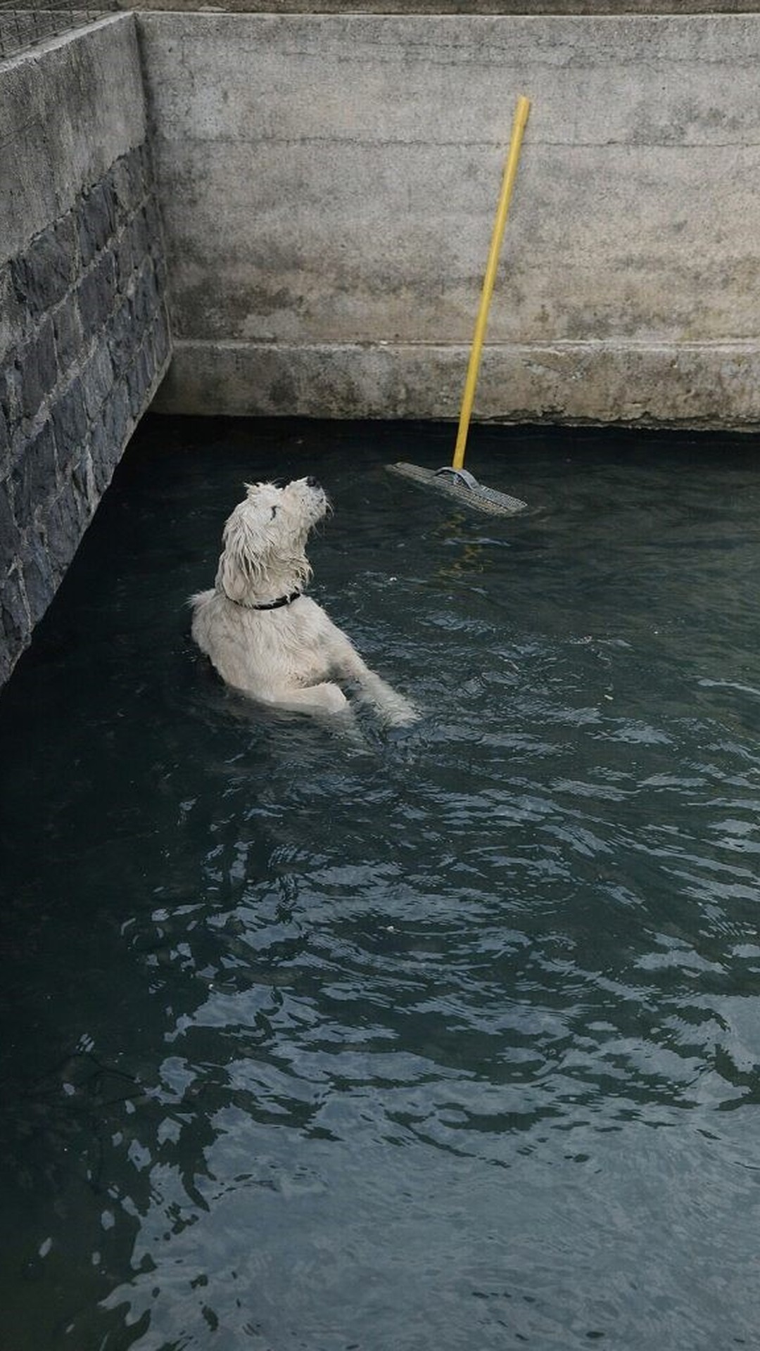 Strangers Form Human Chain to Rescue Dog from Deep Canal