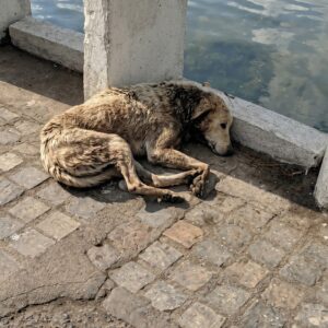 Hopeful the Dog Stands Tall After Overcoming Severe Trauma