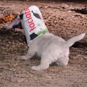 Puppy Named Box Escapes Danger After Being Rescued from Trash