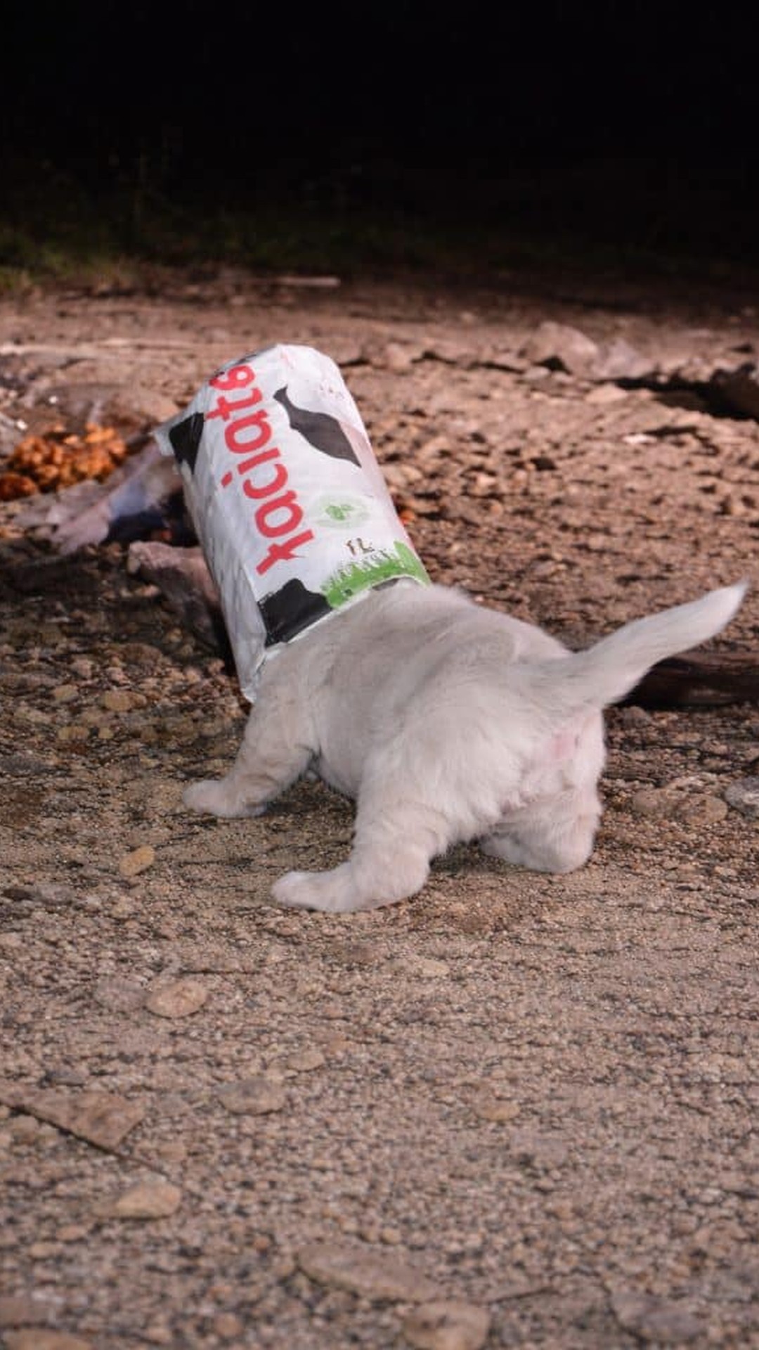 Puppy Named Box Escapes Danger After Being Rescued from Trash