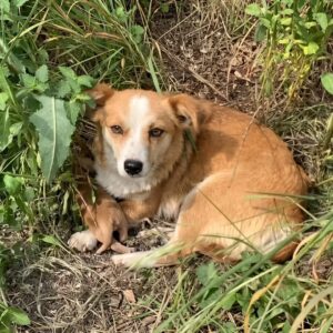 Rescue Team Finds Three Puppies and Their Protective Mother in Serbia