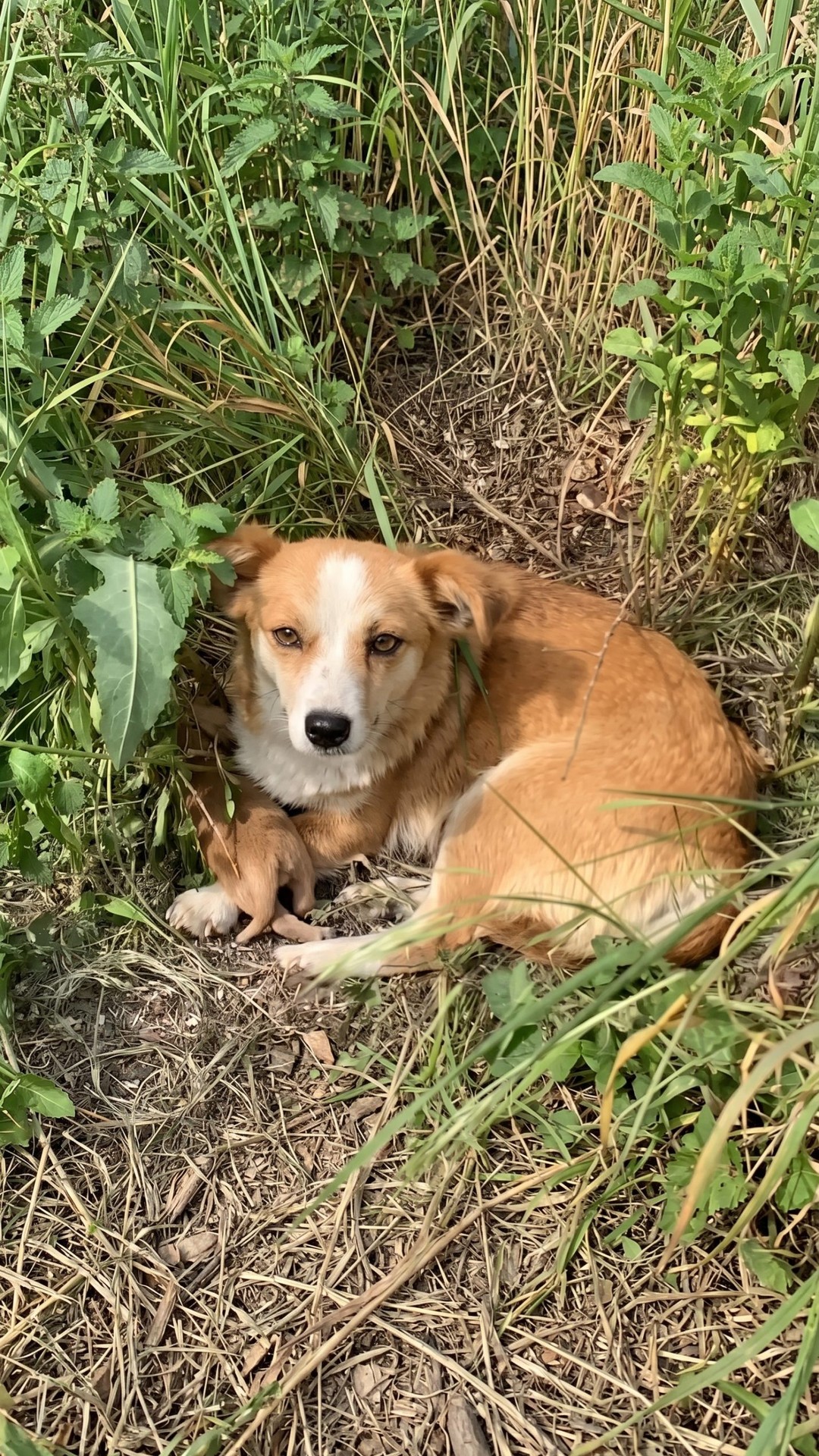 Rescue Team Finds Three Puppies and Their Protective Mother in Serbia