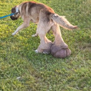 Barney's Remarkable Recovery After Surgery for Soft Tissue Hyperplasia