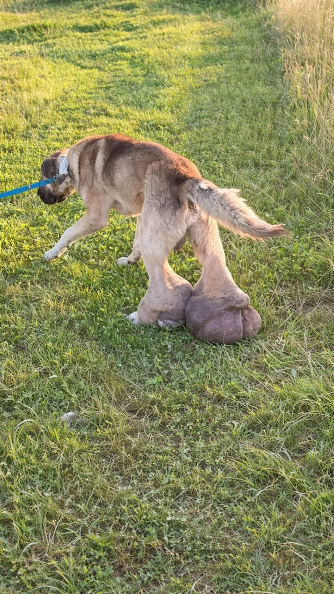 Barney's Remarkable Recovery After Surgery for Soft Tissue Hyperplasia