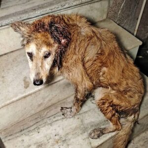 Tucker's Incredible Recovery: From Near Death to Joy in Just One Night