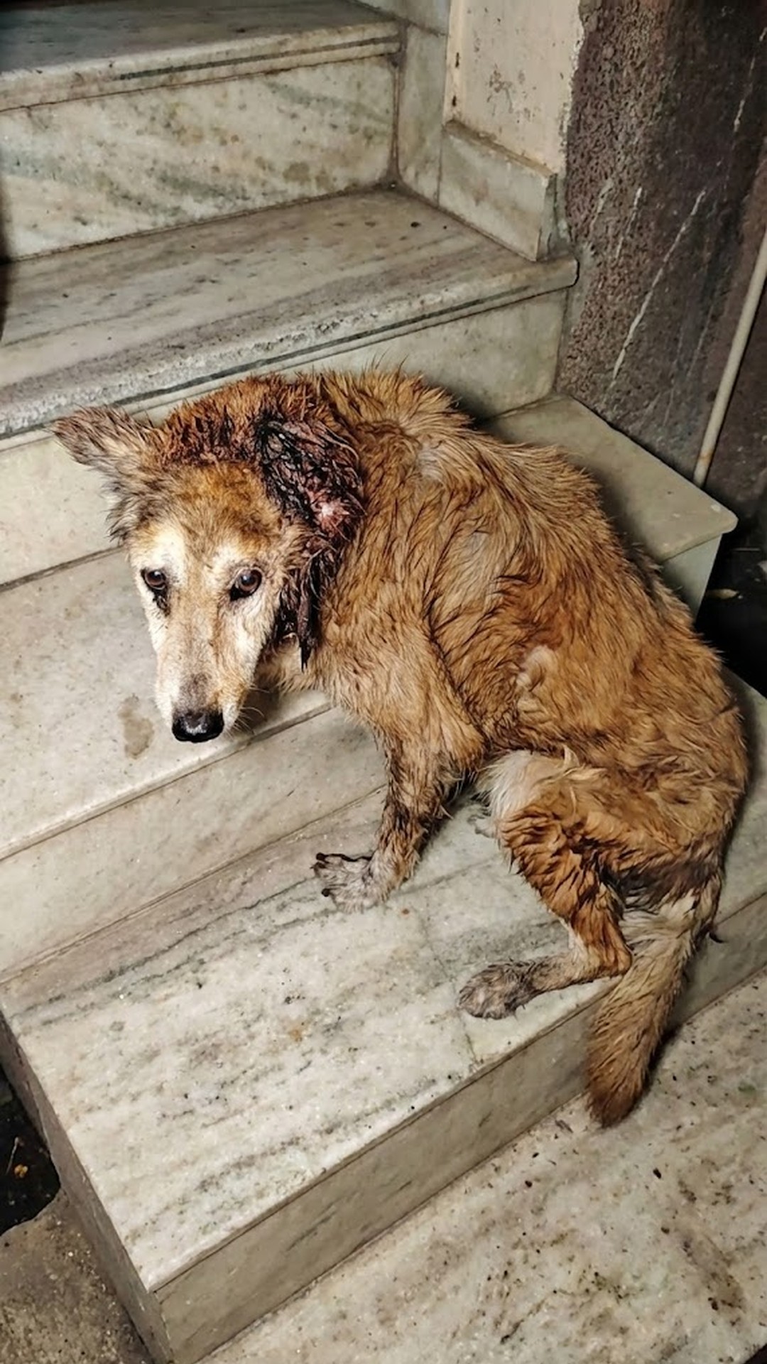 Tucker's Incredible Recovery: From Near Death to Joy in Just One Night