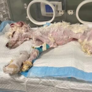 From Abandonment in a Cage to a Loving Home: Julie's Journey