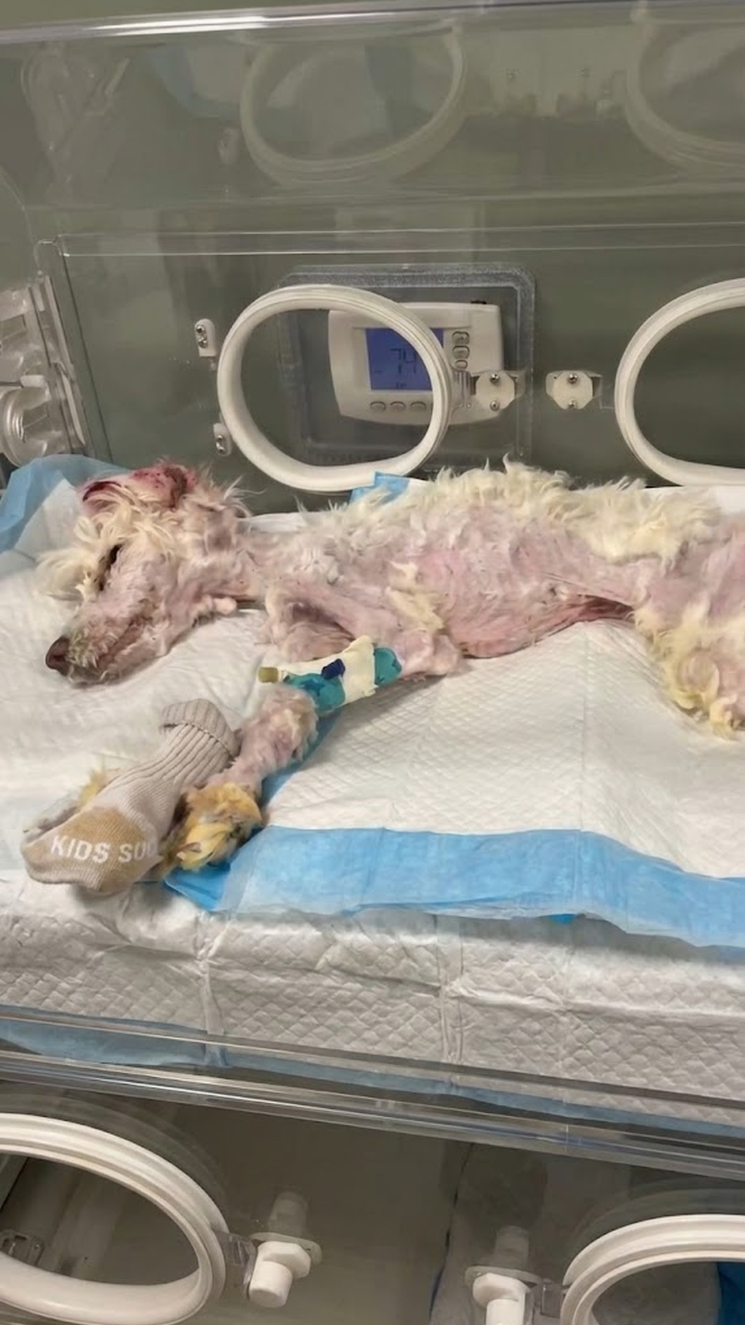 From Abandonment in a Cage to a Loving Home: Julie's Journey