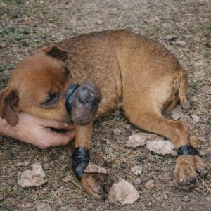 From Abandoned and Bound to Rescued and Rehabilitated: Justice's Journey