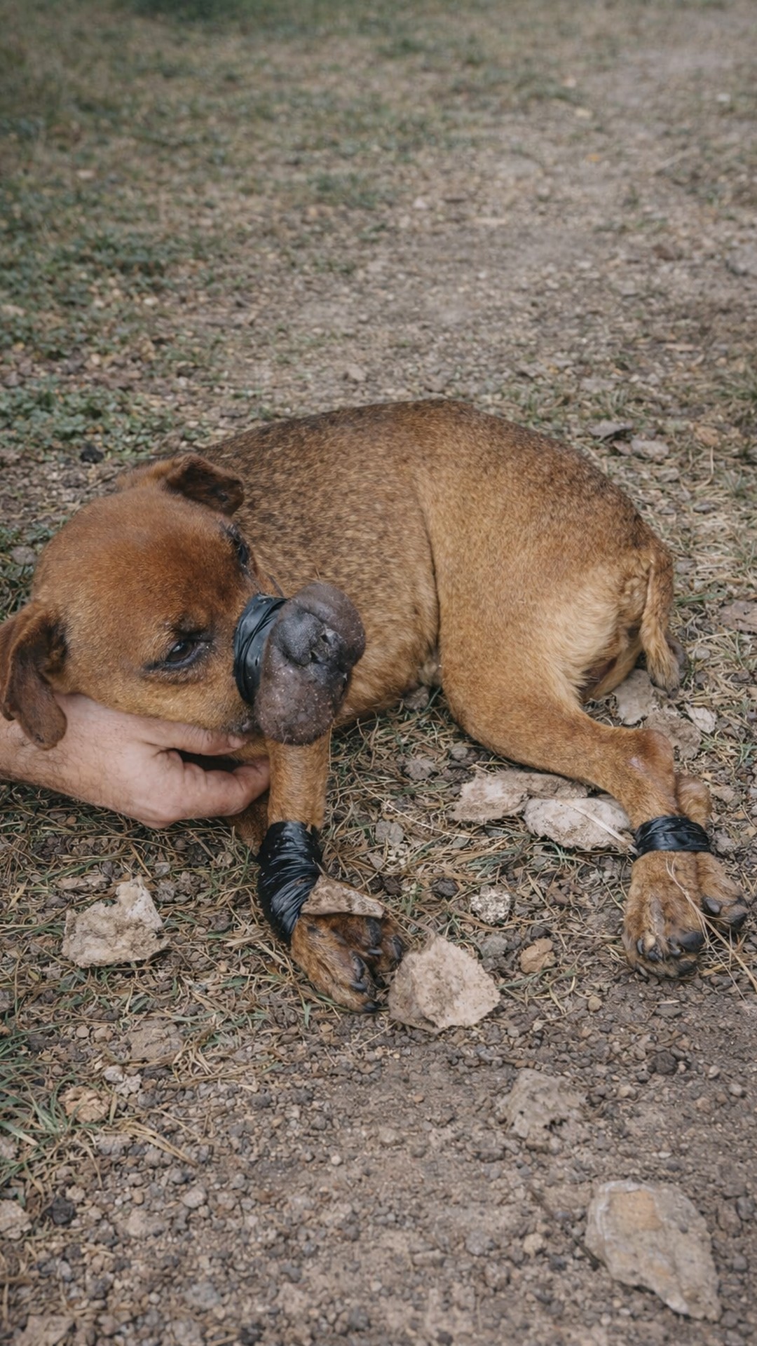 From Abandoned and Bound to Rescued and Rehabilitated: Justice's Journey