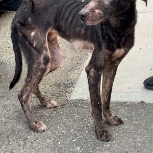 Rescue of Emaciated Puppy Timmy from Under Williamsburg Bridge