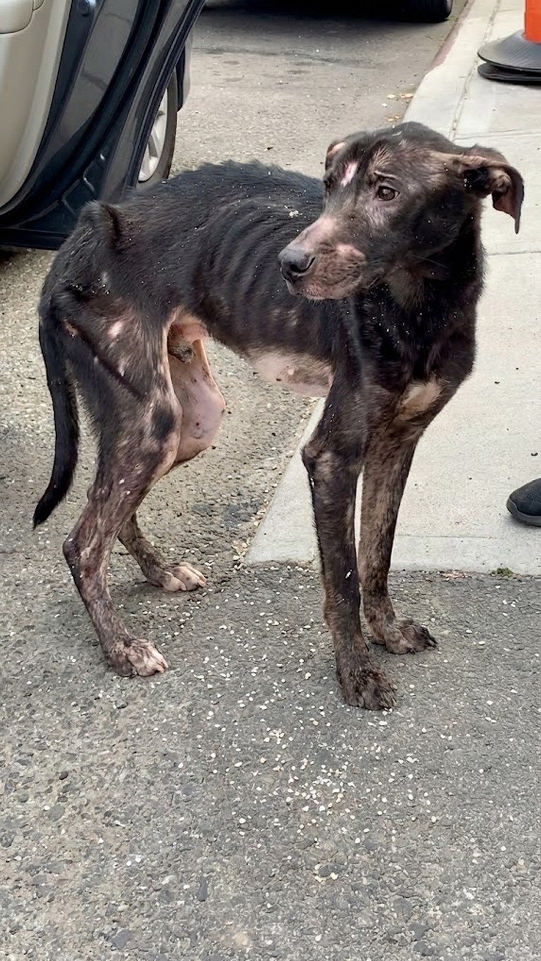 Rescue of Emaciated Puppy Timmy from Under Williamsburg Bridge