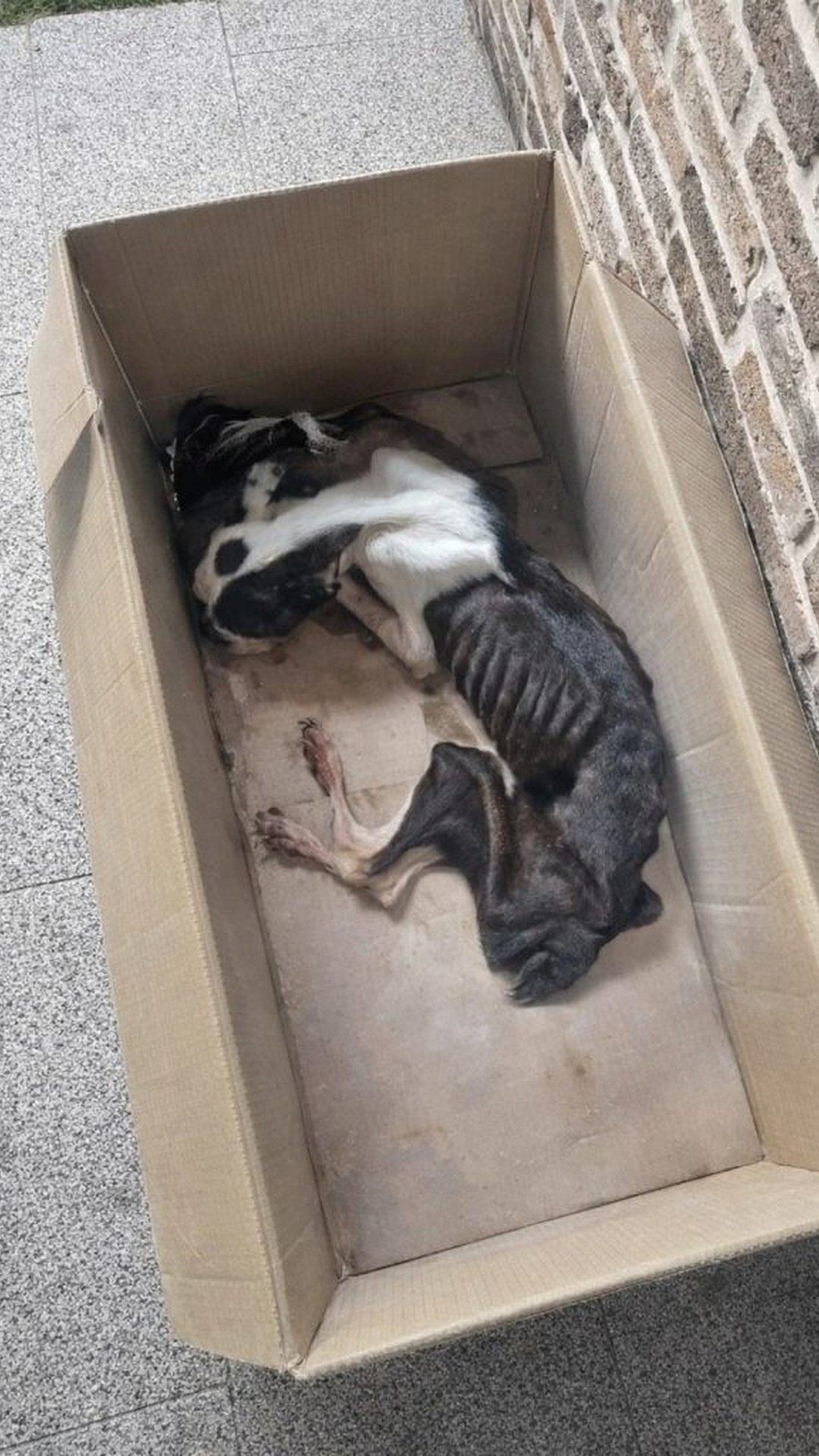 Elderly Dog Scarlett Rescued After Life of Abandonment and Neglect