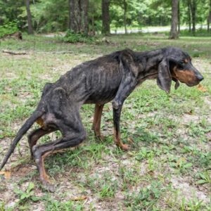 Rescue Team Finds Starving Dog Wandering Houlka's Backroads