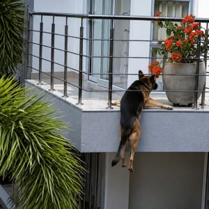 Desperate Bark Leads to a Life-Saving Balcony Rescue