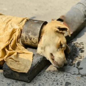 Rescue of Dog with Severely Embedded Collar Sparks National Conversation in China