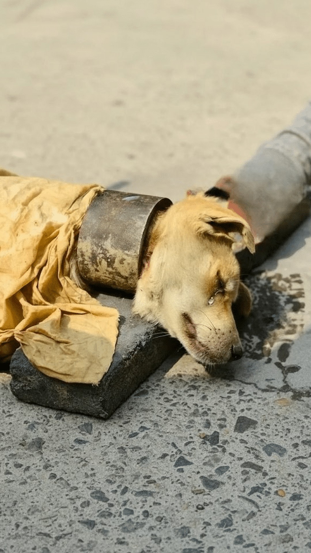 Rescue of Dog with Severely Embedded Collar Sparks National Conversation in China