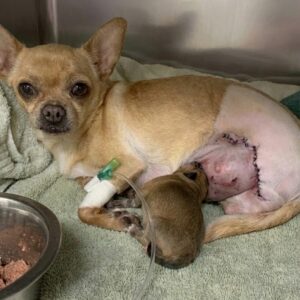 Xena the Chihuahua Defies Odds to Save Her Baby After Tragic Accident