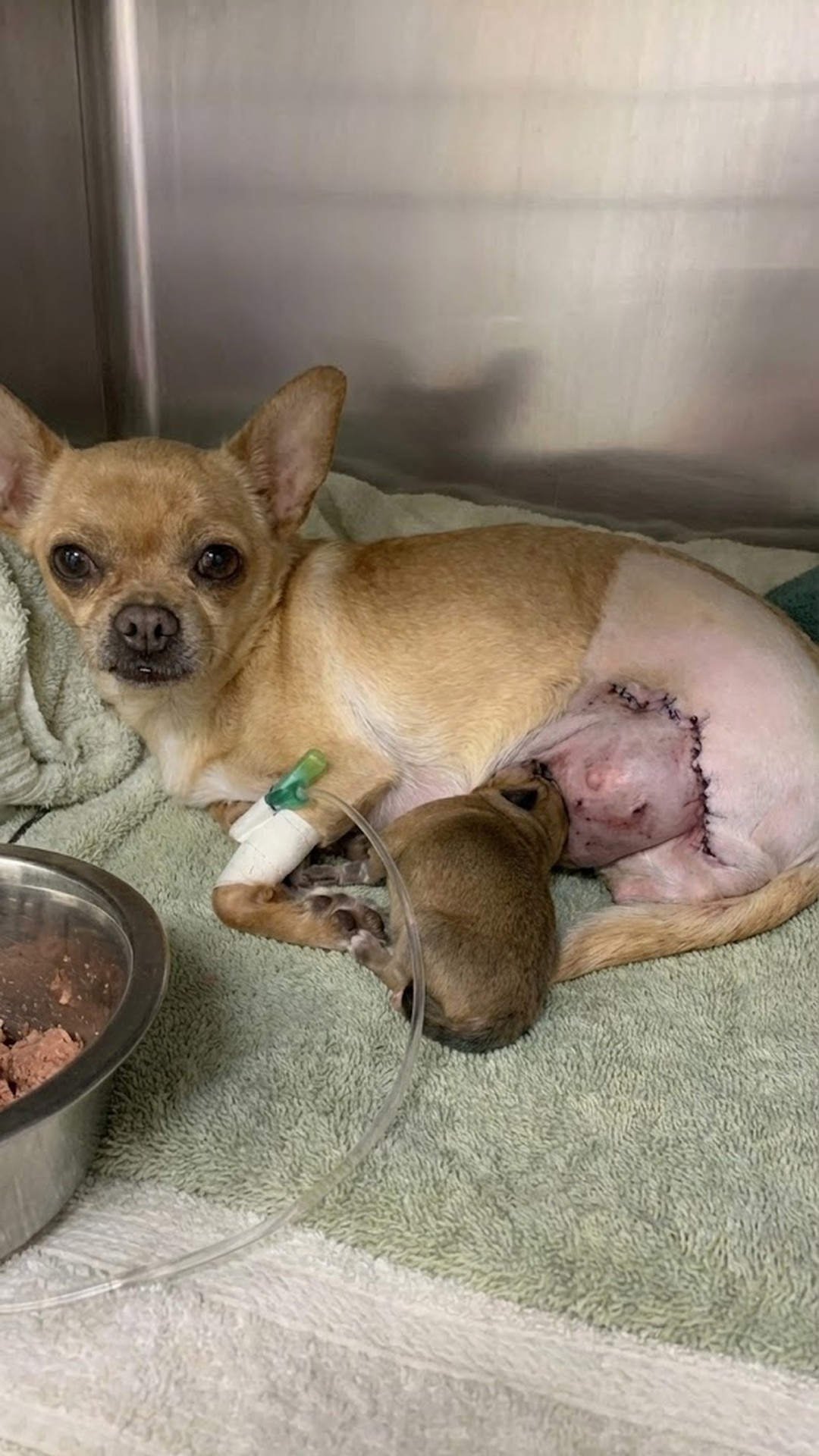 Xena the Chihuahua Defies Odds to Save Her Baby After Tragic Accident