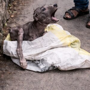 Jumper's Journey: From Hiding Under a Bag to Playful Confidence