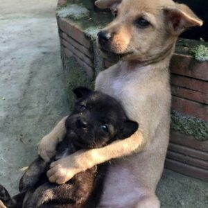 Two Stray Puppies Find Comfort and Safety in Each Other's Embrace