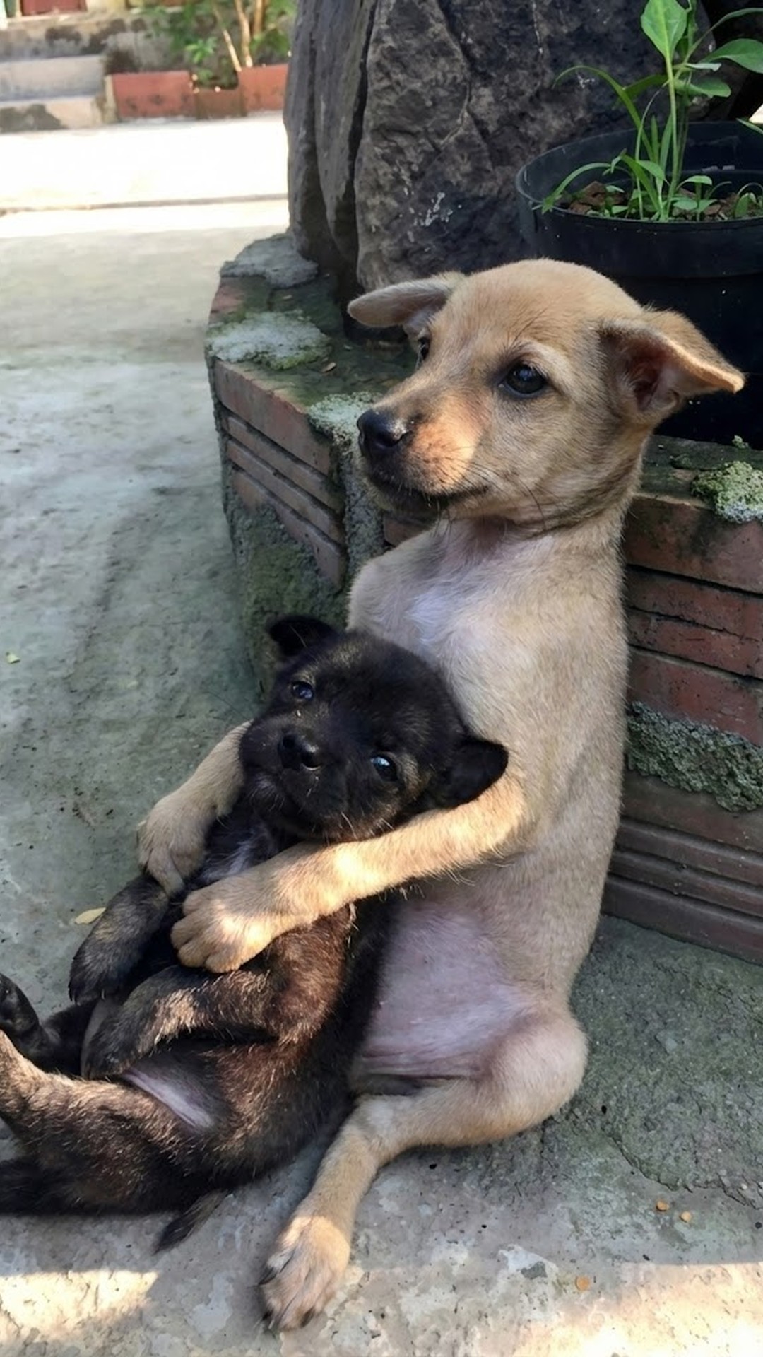 Two Stray Puppies Find Comfort and Safety in Each Other's Embrace