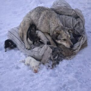 Ten Puppies Thrive After Rescue from Frigid Winter Conditions