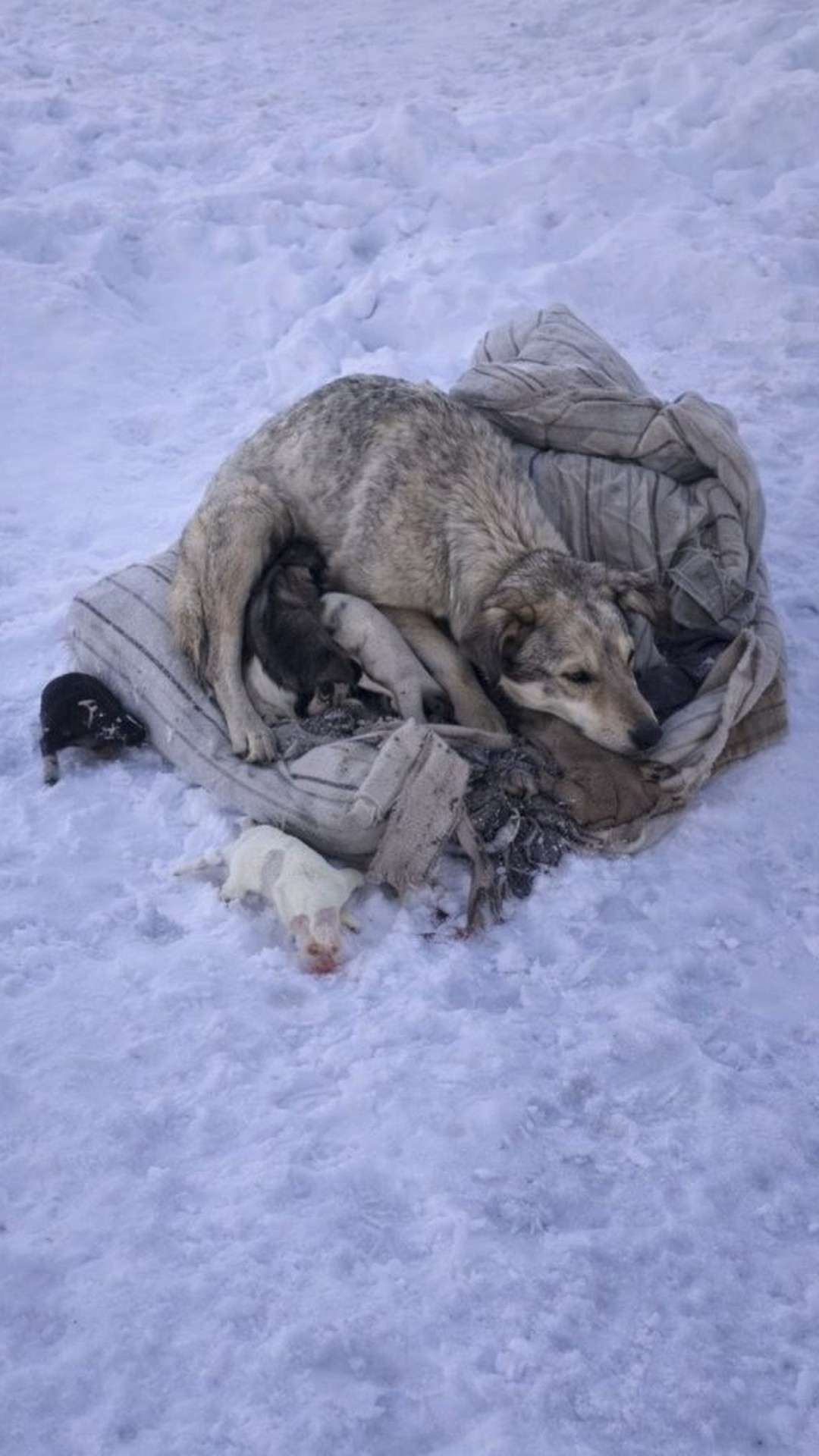 Ten Puppies Thrive After Rescue from Frigid Winter Conditions