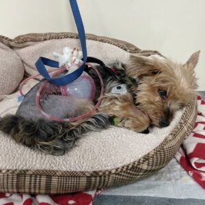 Tiny Yorkie Fights Off Coyote to Protect Young Girl During Morning Walk