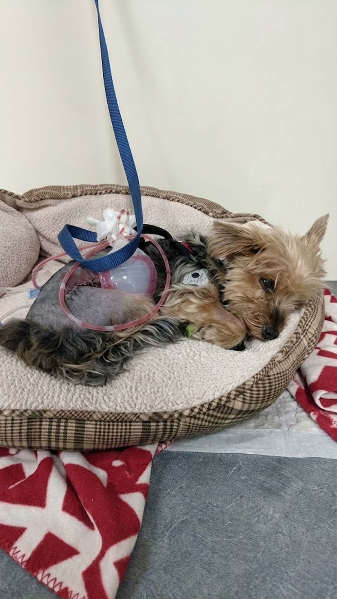 Tiny Yorkie Fights Off Coyote to Protect Young Girl During Morning Walk
