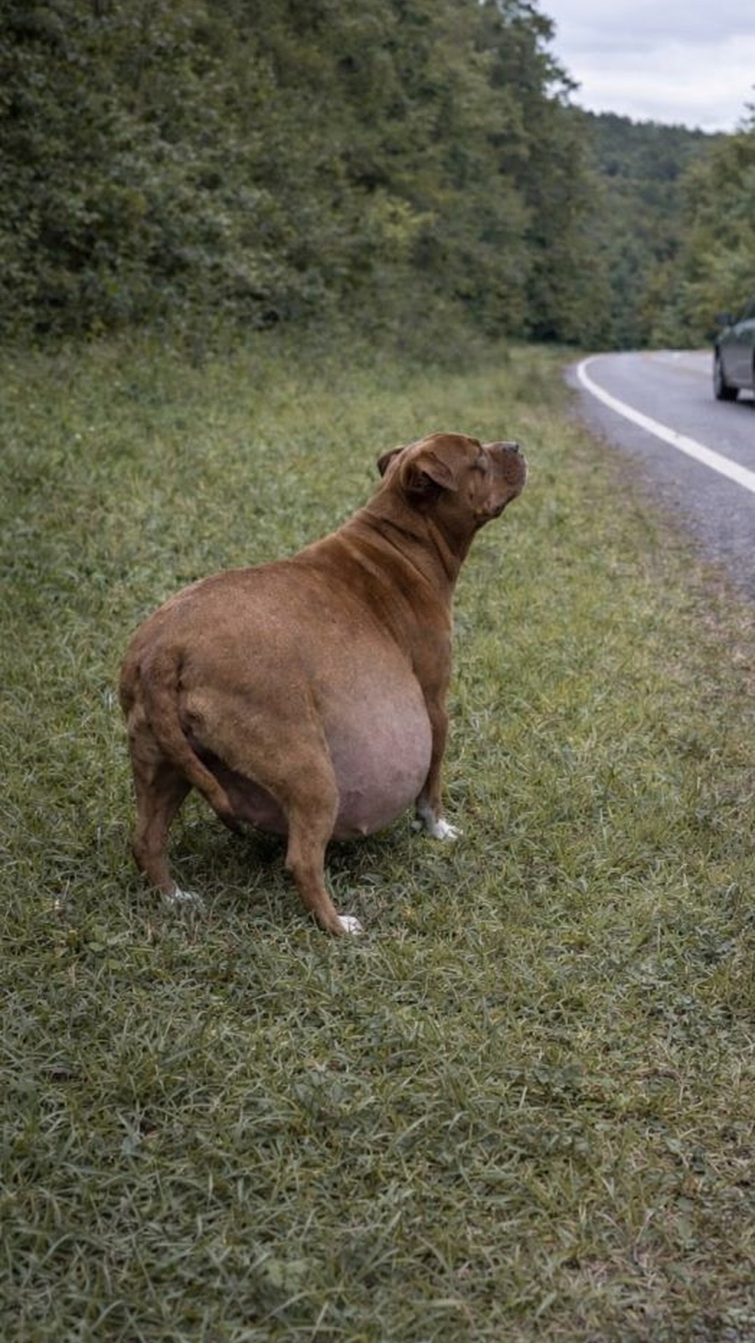 Two Months to Recovery: A Stray Dog's Transformation After Rescue