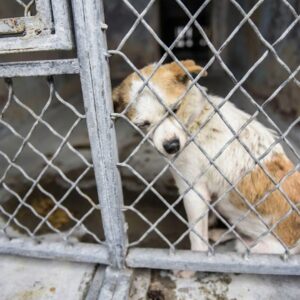 From Isolation to Love: Senior Dog's Journey from Neglect to Family