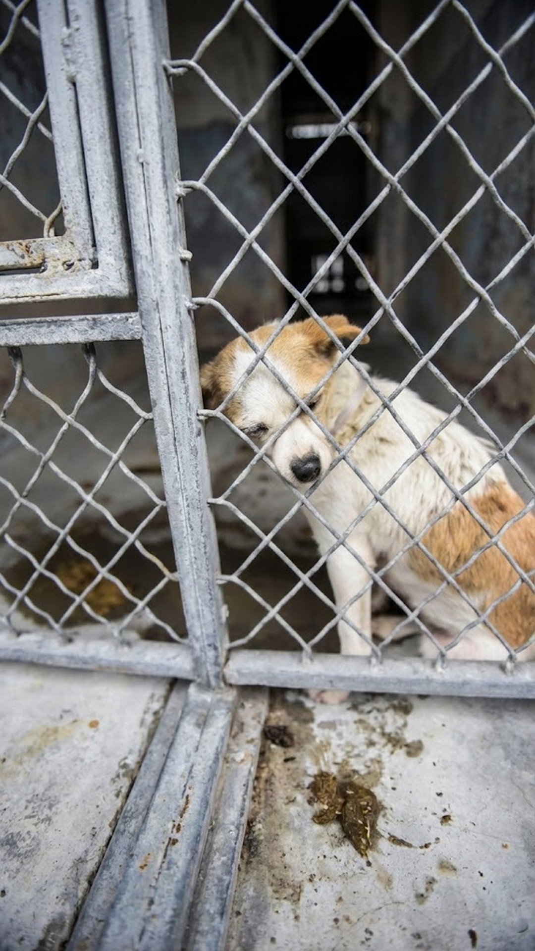From Isolation to Love: Senior Dog's Journey from Neglect to Family